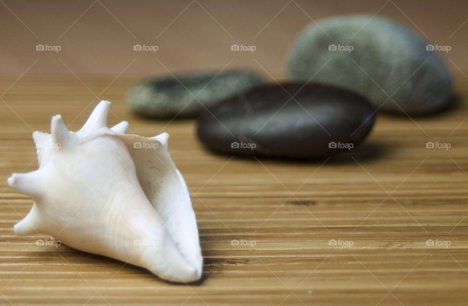 Conch shell on wood