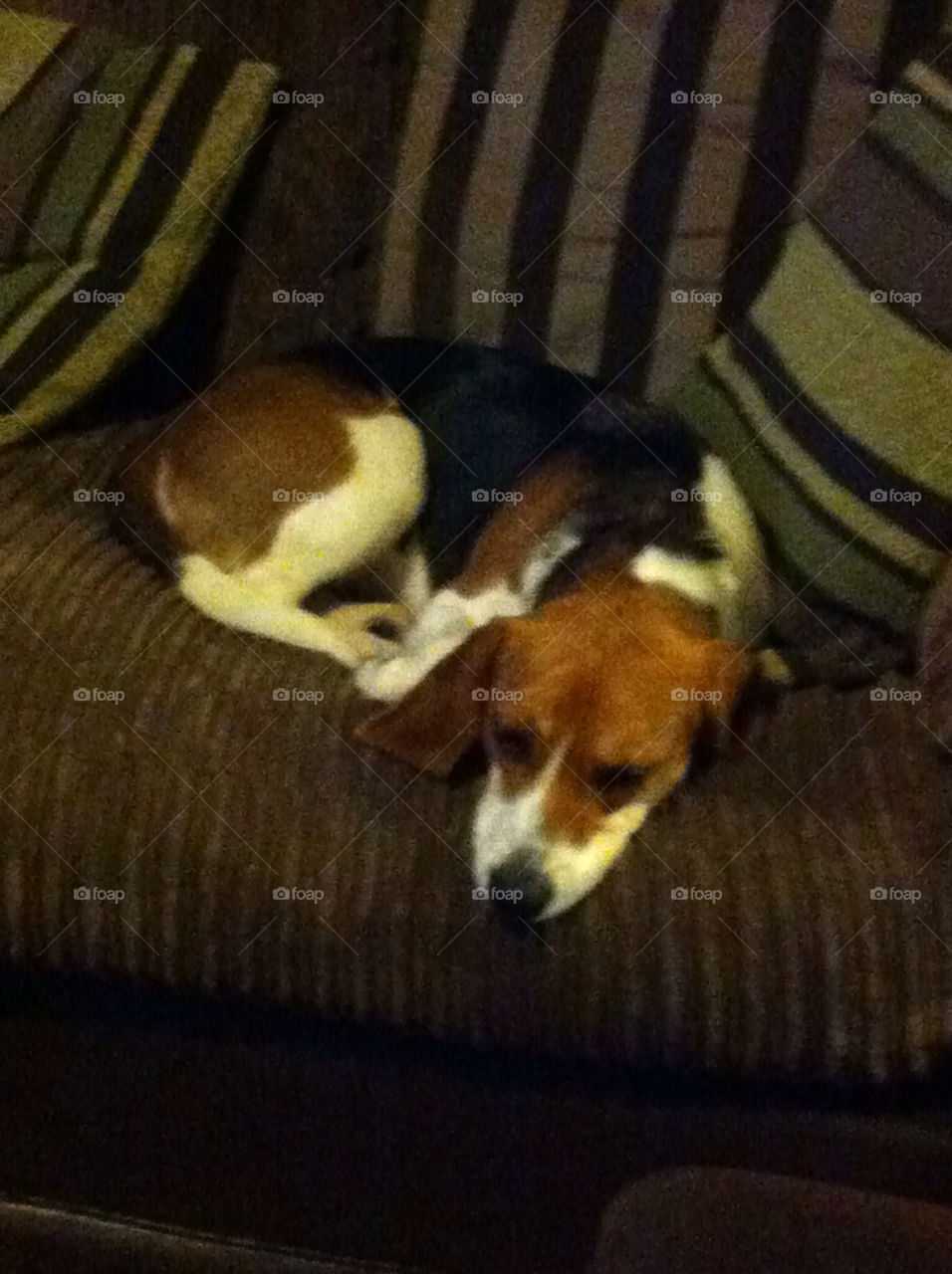 sleeping beagle by stuart.best.904