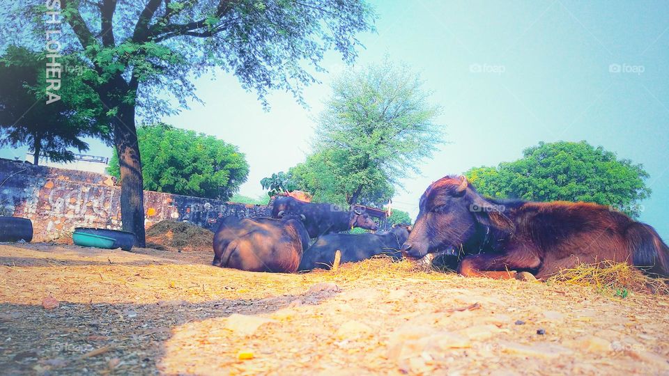 mobile series: landscape