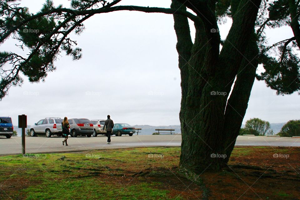 Big tree, two people 