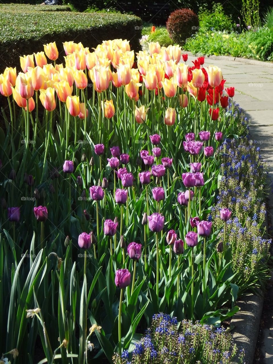 Tulips in Central Park