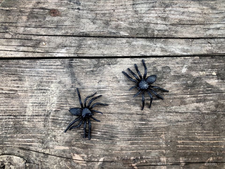 It’s time for Halloweeen! Big black decorative spiders on rustic wooden table