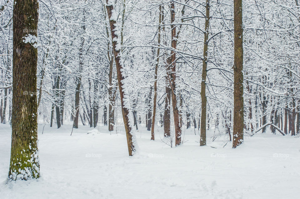 Forest in every season