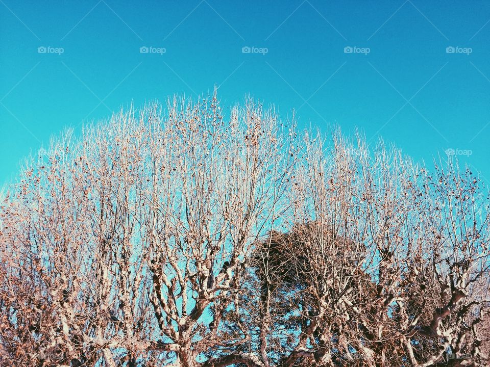 Tree in the frosty winter