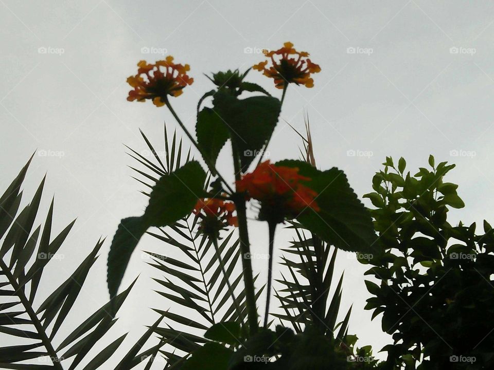 Beautiful flower and a palm tree.