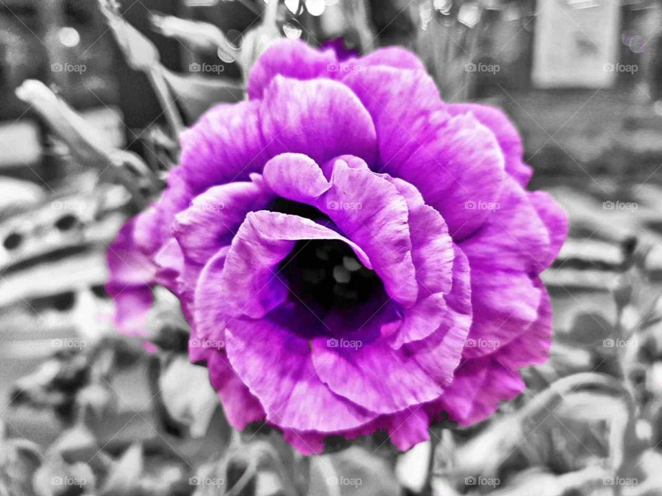 A color pop of a beautiful flower that caught my eye. Its beauty in stunning crimson had me quickly snapping a picture to share with the world.