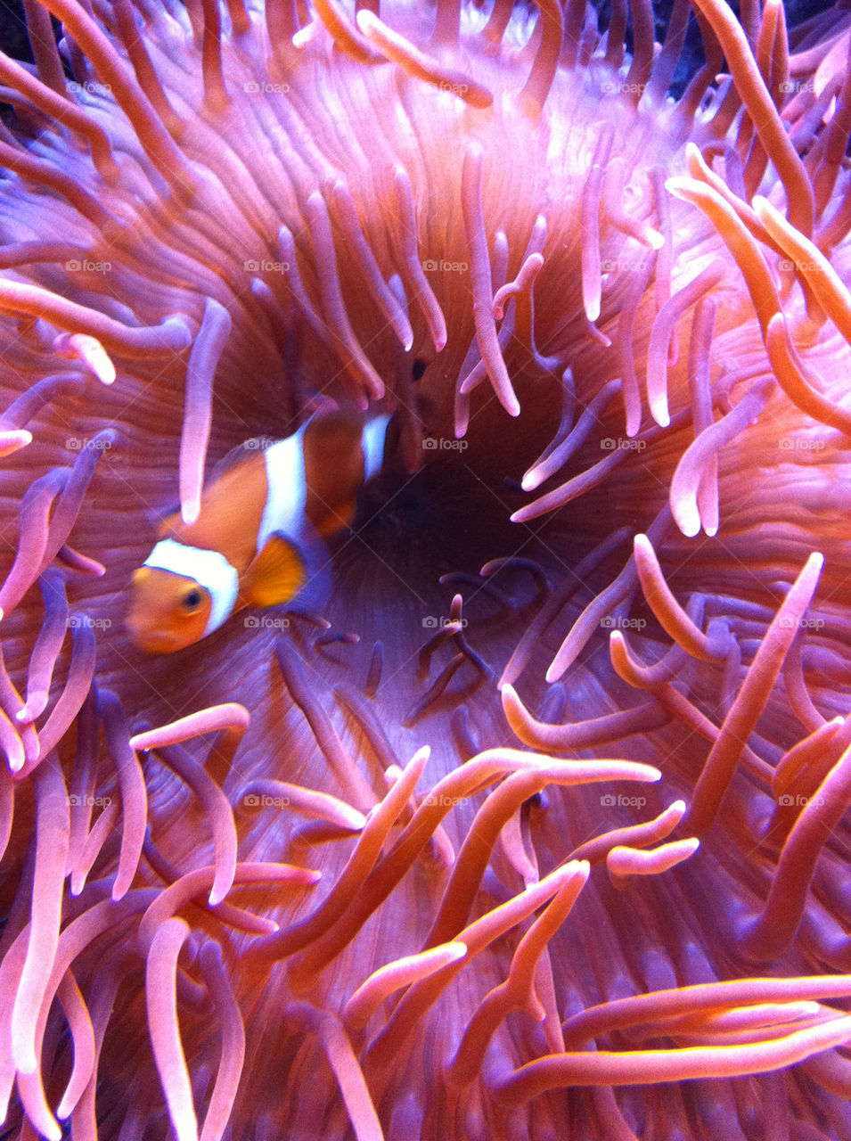fish clownfish by geekz