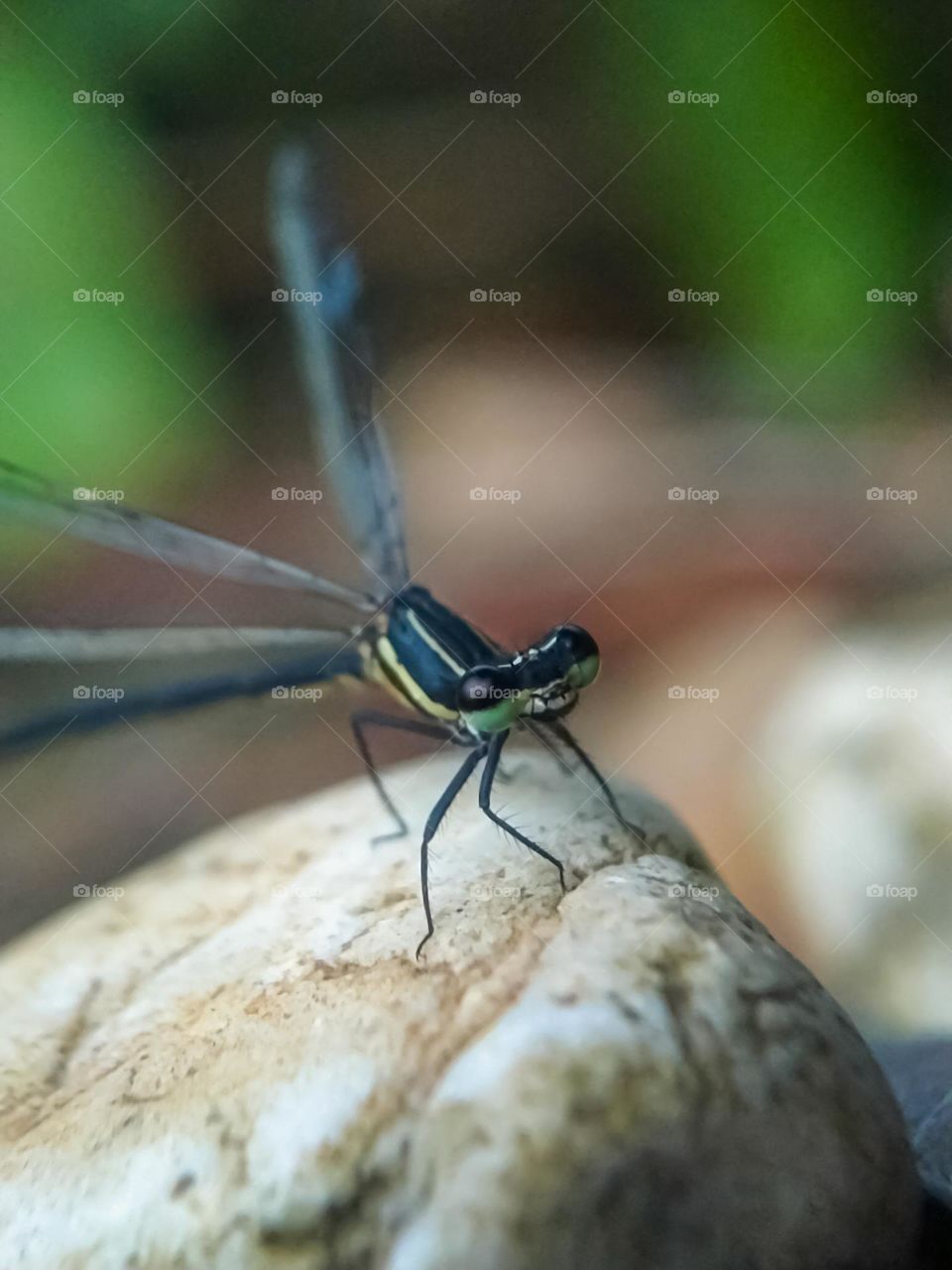 Needle dragonfly on a rock.