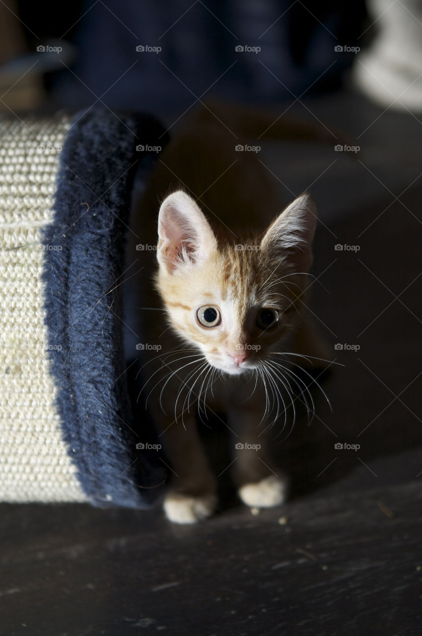 Little ginger kitten 