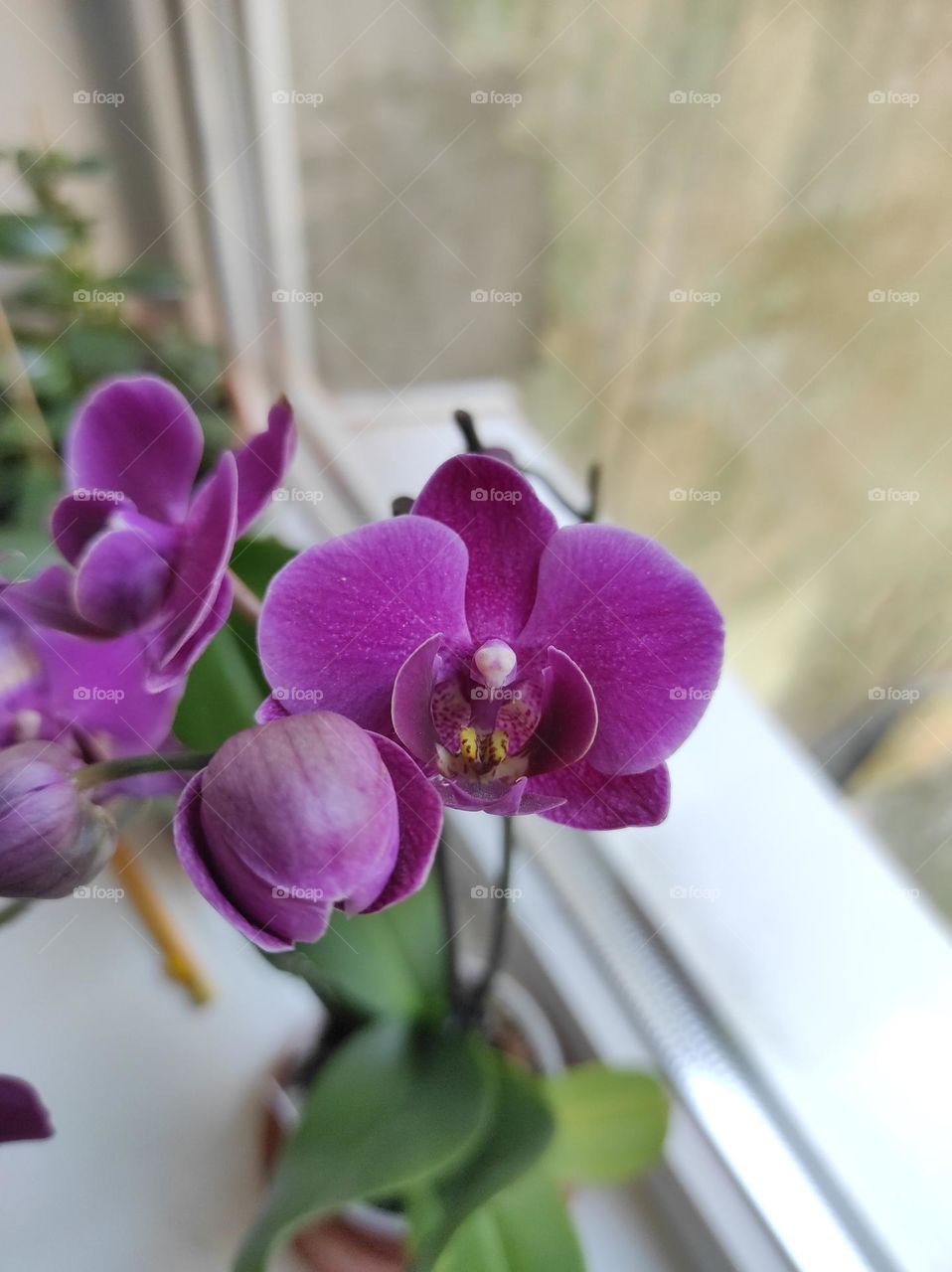 Bright orchid flowers adorn the window