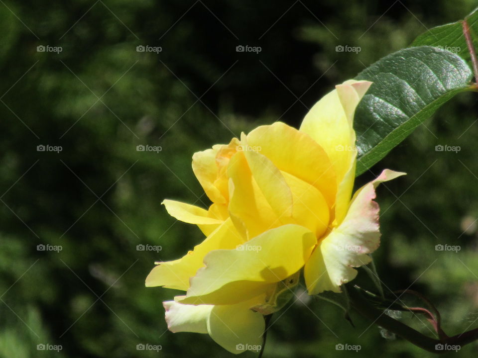 Yellow rose growing in the garden