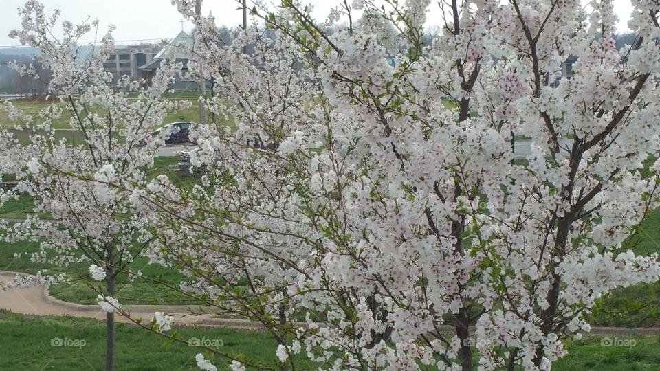 spring white tree flowers