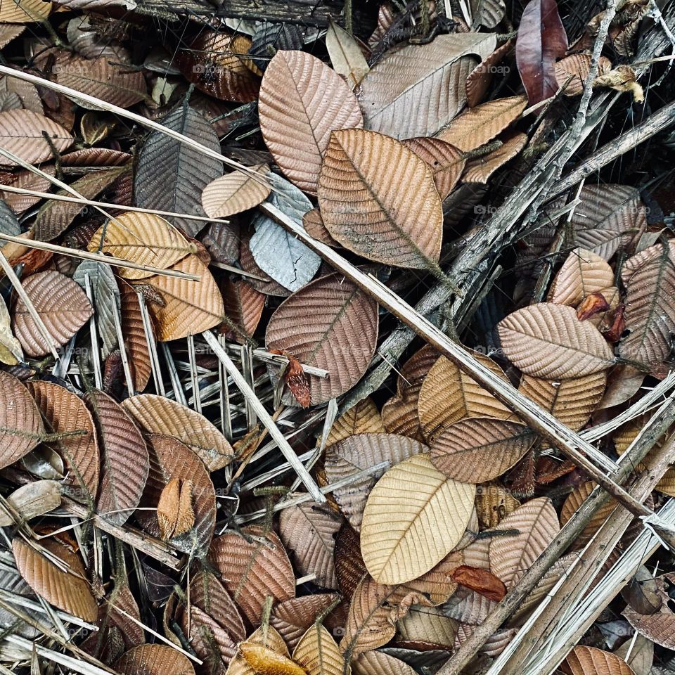 Fallen leaves on concrete 