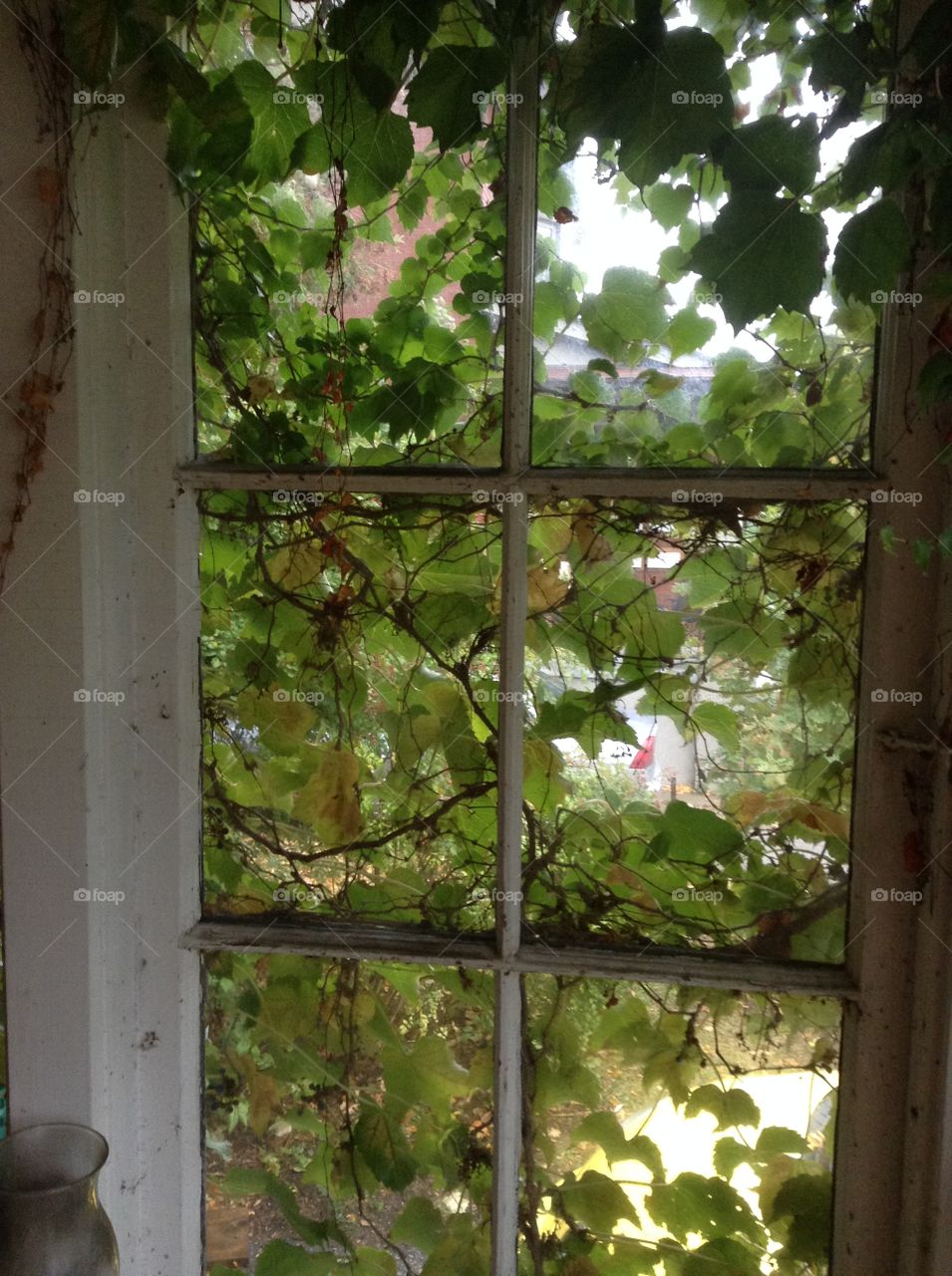 Vine on the window