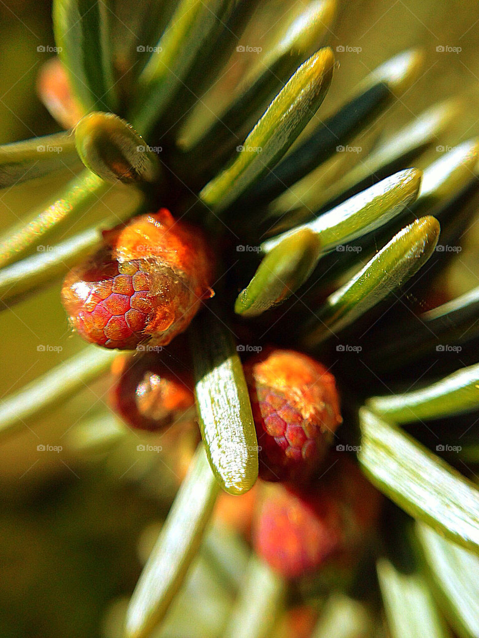 Macro pictures collection