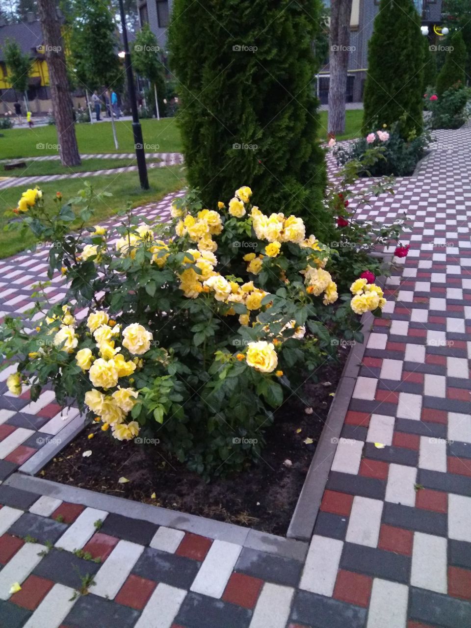 Жёлтые розы на придомовой территории радуют взгляд.
Yellow roses in the local area are pleasing to the eye.