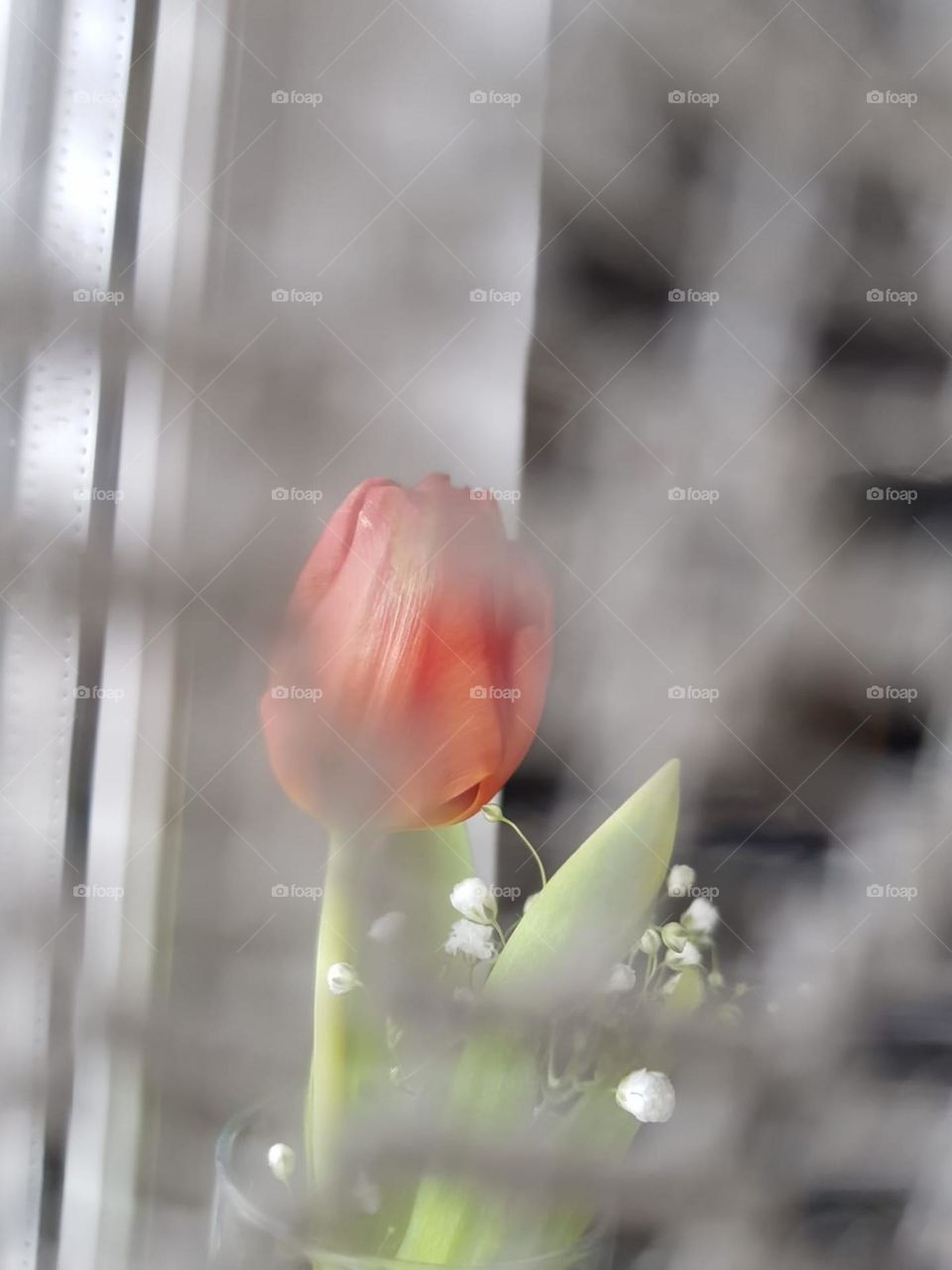 tulip flower