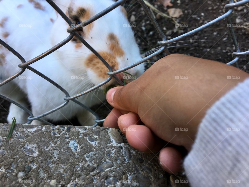 Feeding bunny