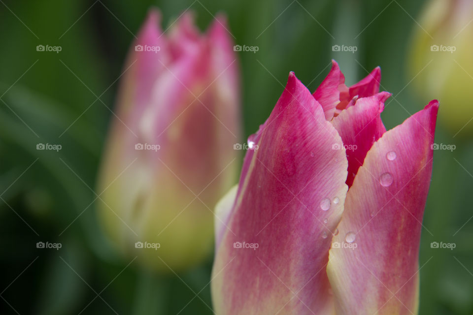 Tulips and water droplets 