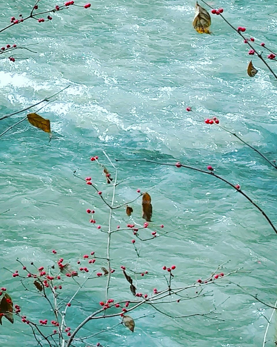 Berries over troubled water