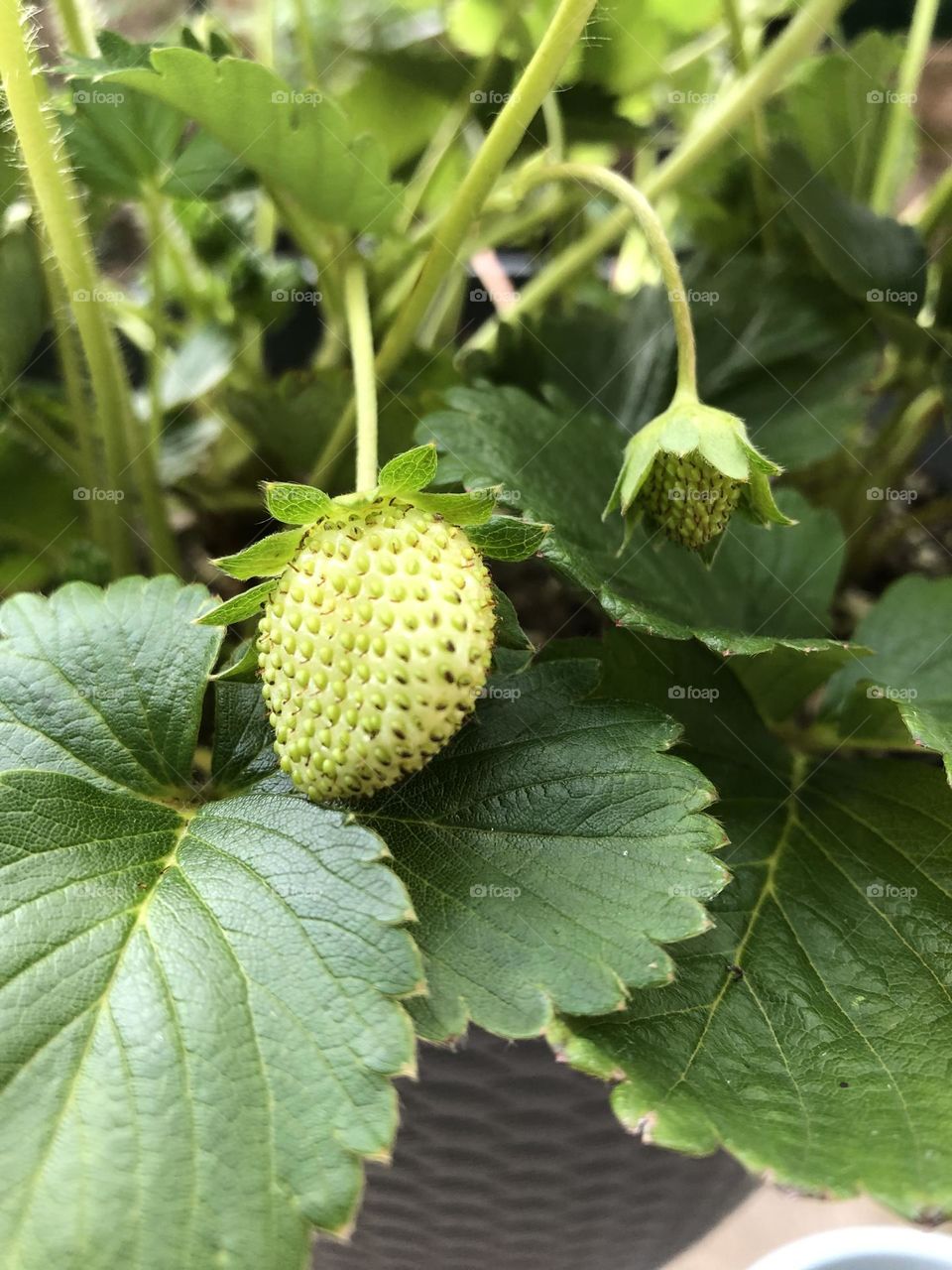 First Strawberries of Summer