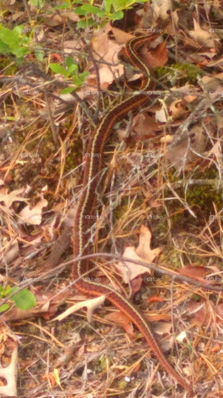 snake. walking in the woods and came across this guy 