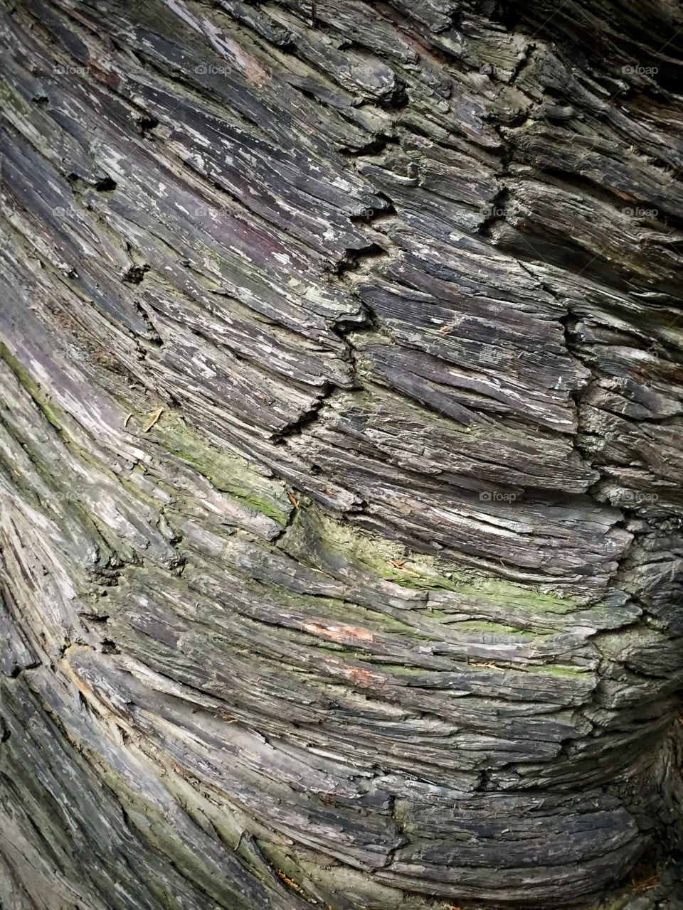 Tree Details . Twisted bark on ancient tree at Temple of Heaven, Beijing 
