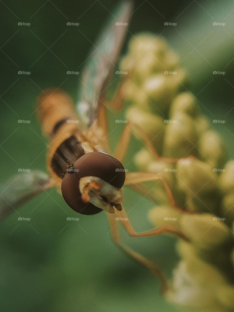 Portrait of a Ukrainian insect