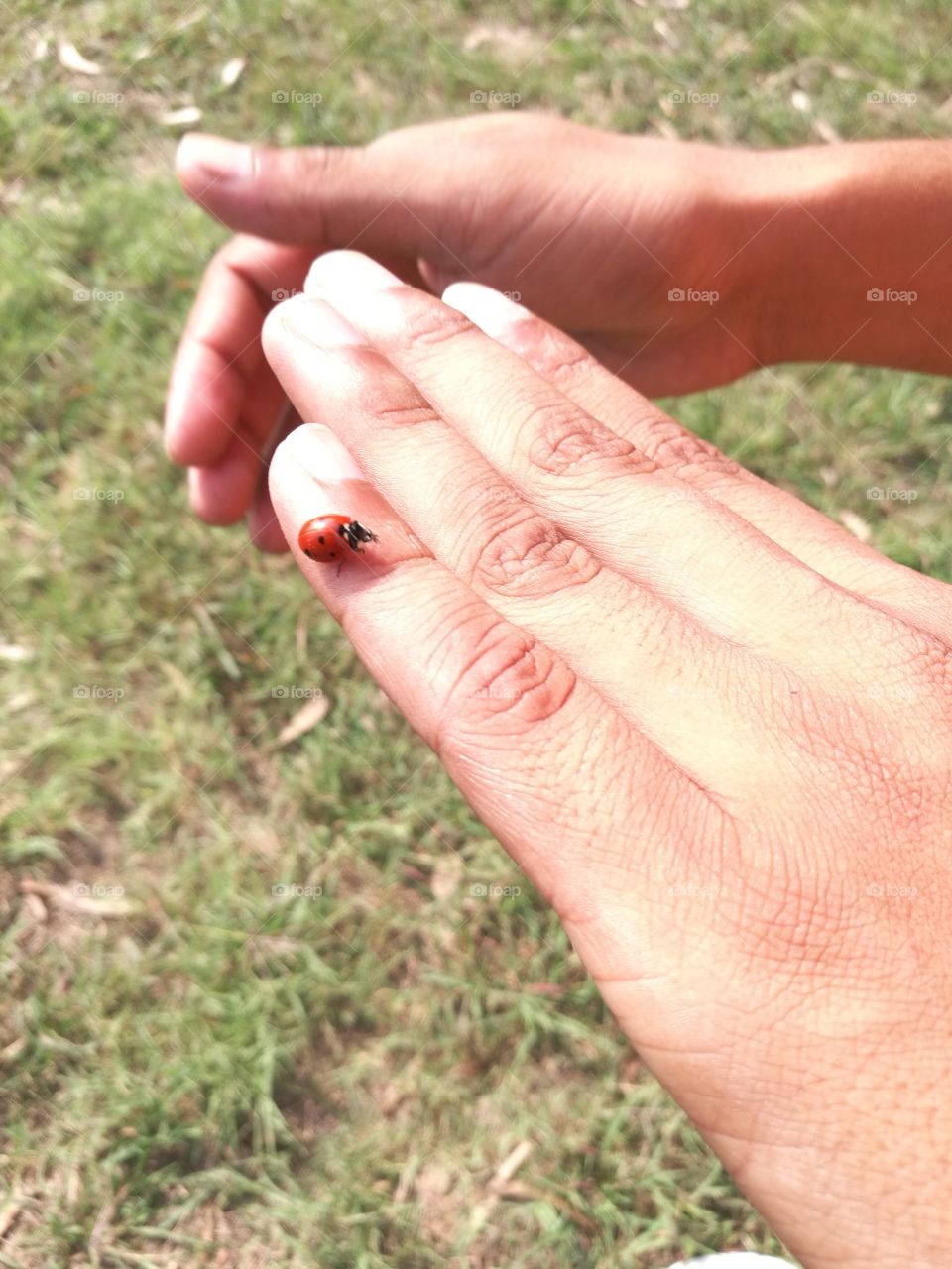 lady bug