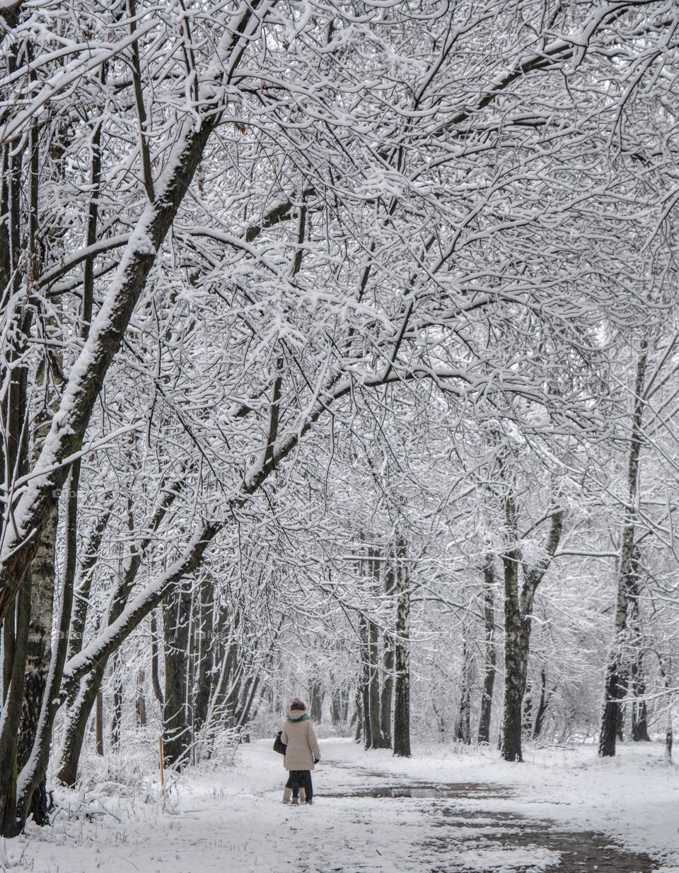 people in the winter snowy park beautiful landscape