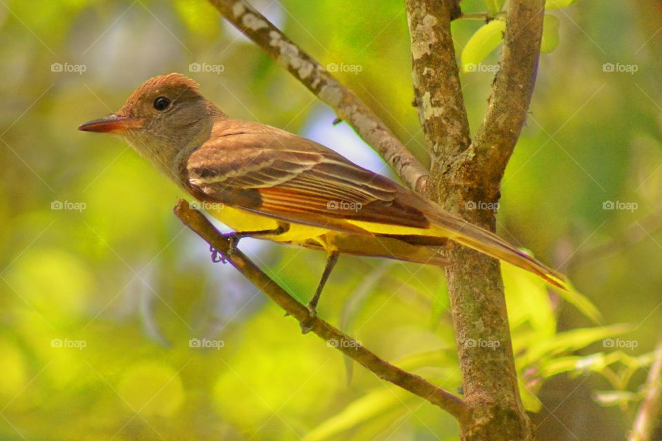 Bird perching on tree branch