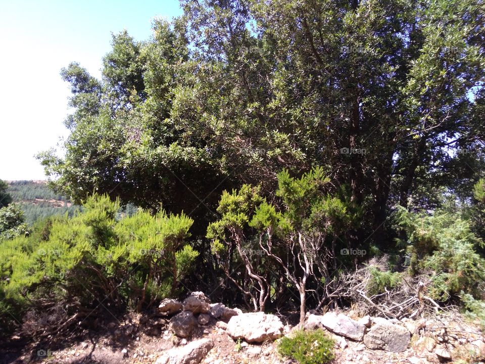 A trip in the direction of Monte Novo San Giovanni (Orgosolo, Sardegna)