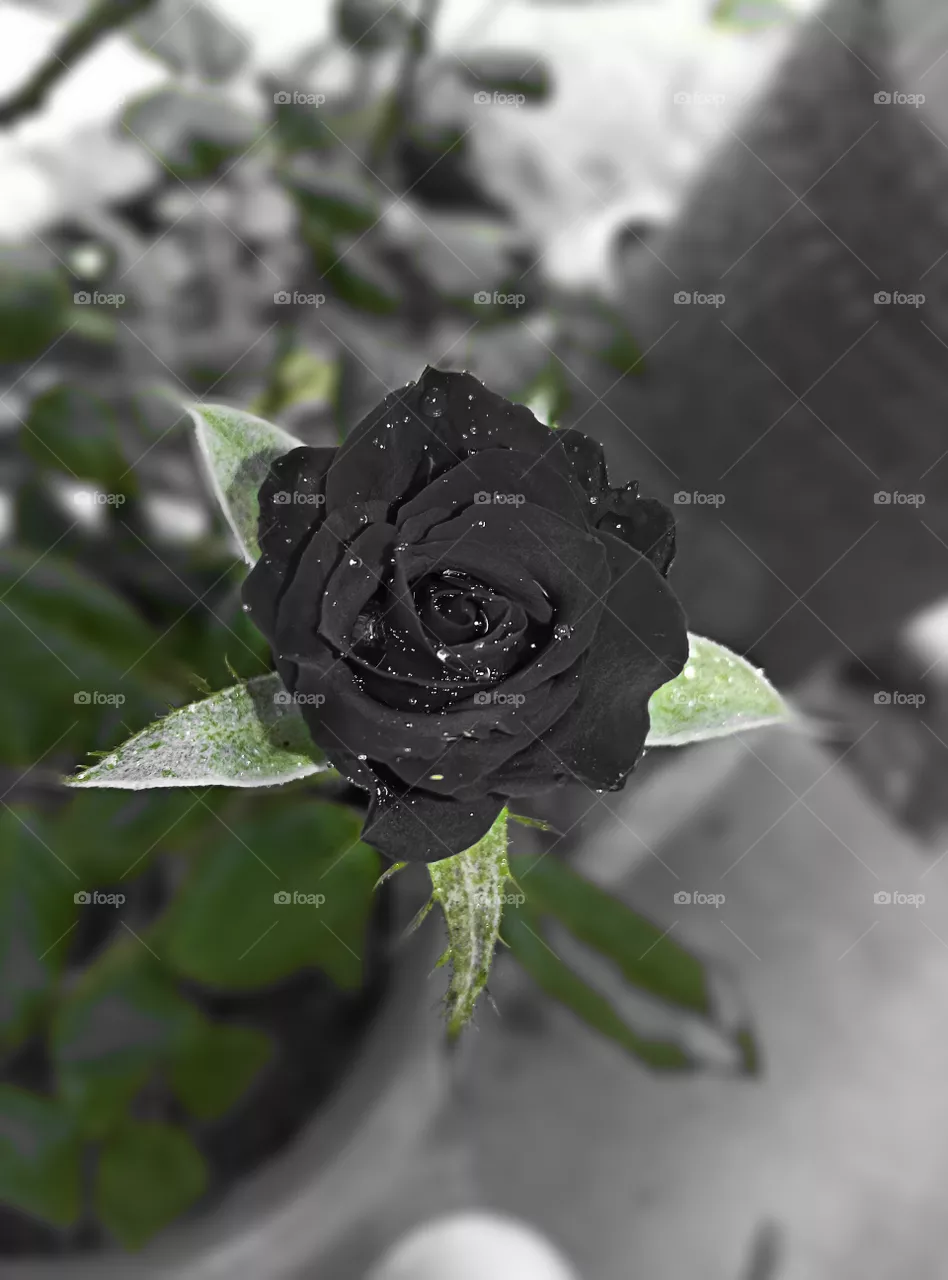 #beautifull and rare black rose with water dropes sprinkled.    #.