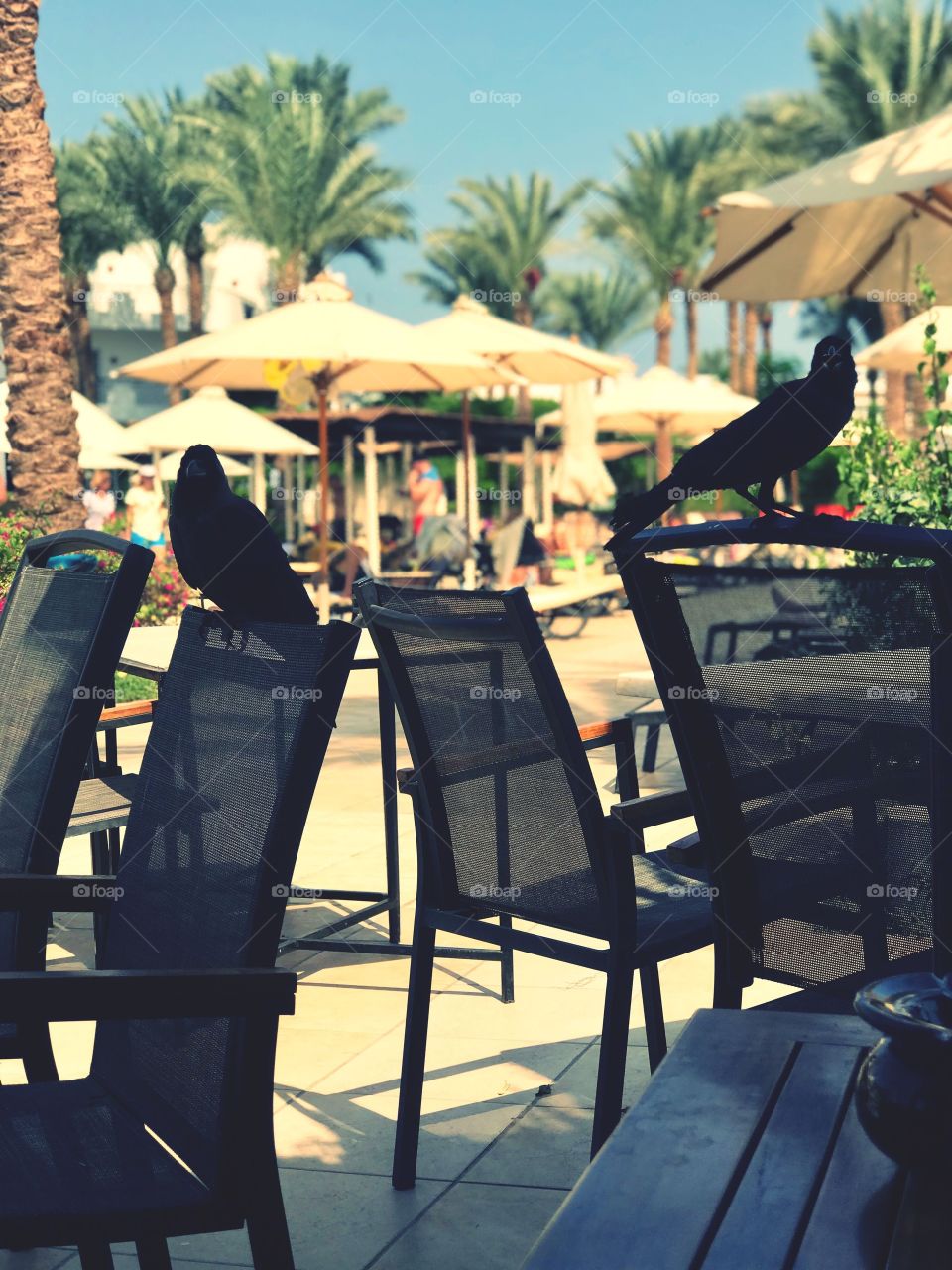 sunny day, in the foreground a silhouette garden furniture on which black crows sit, in the background palm trees, places to relax under parasols, summer