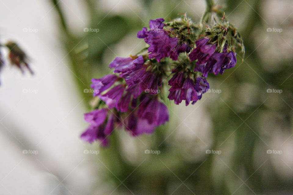 Purple flower