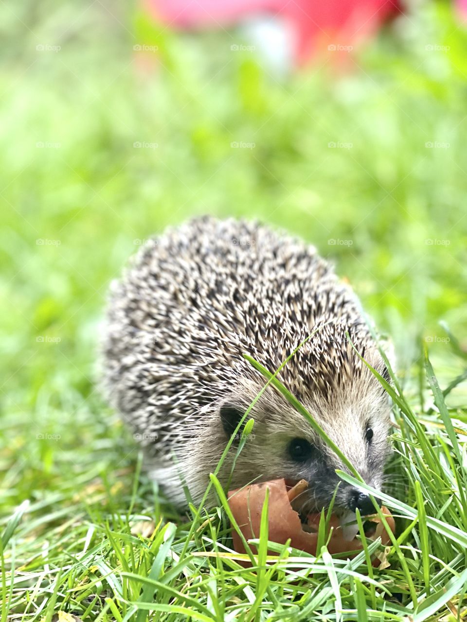 adorable hedgehog