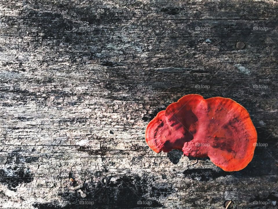 Orelha de pau. Solitaria embeleza a madeira morta.