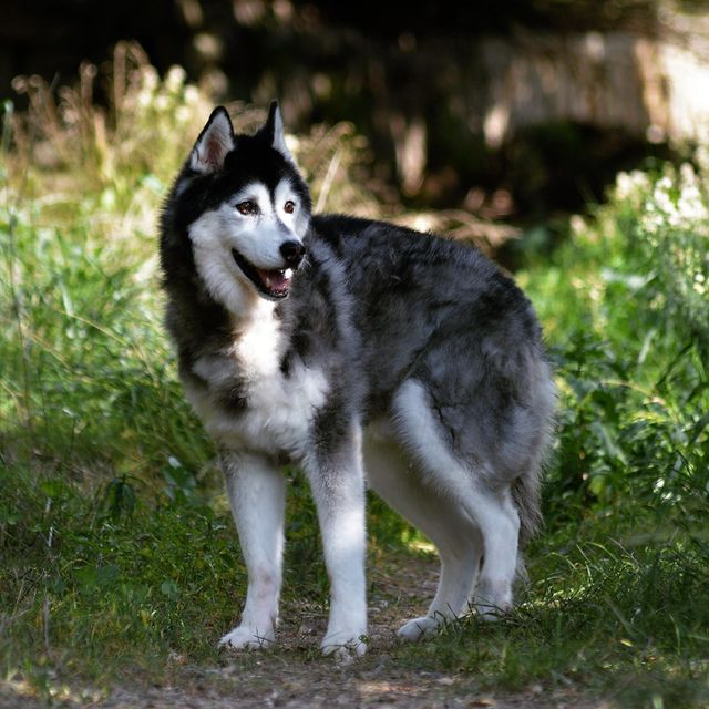 husky dog
