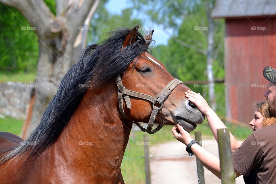 Horse, Mammal, Cavalry, Mare, Farm