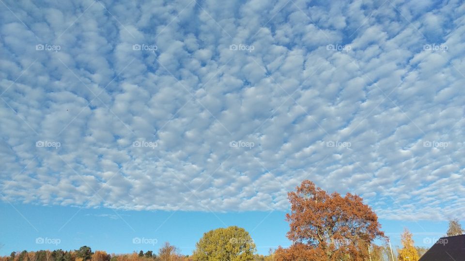 Autumn trees against cloudy sky