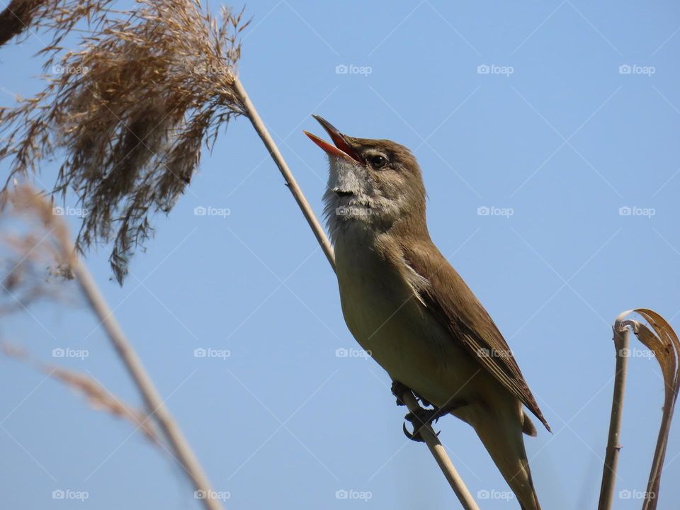 Bird singing on a reed