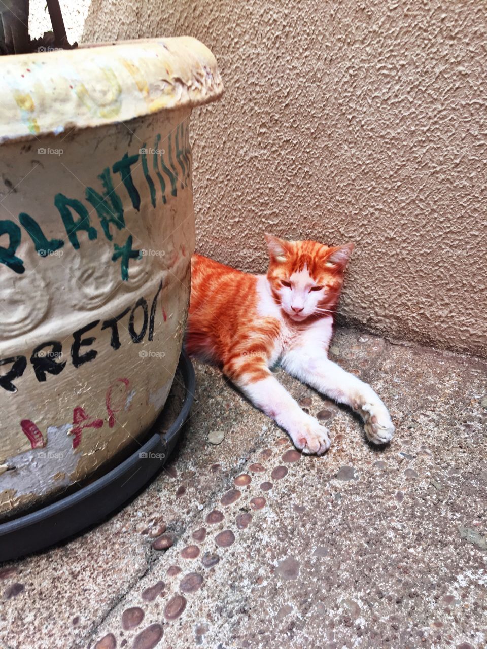 Orange Brazillian Cat