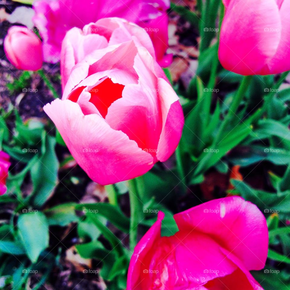 Flowers in Lincoln park, Chicago