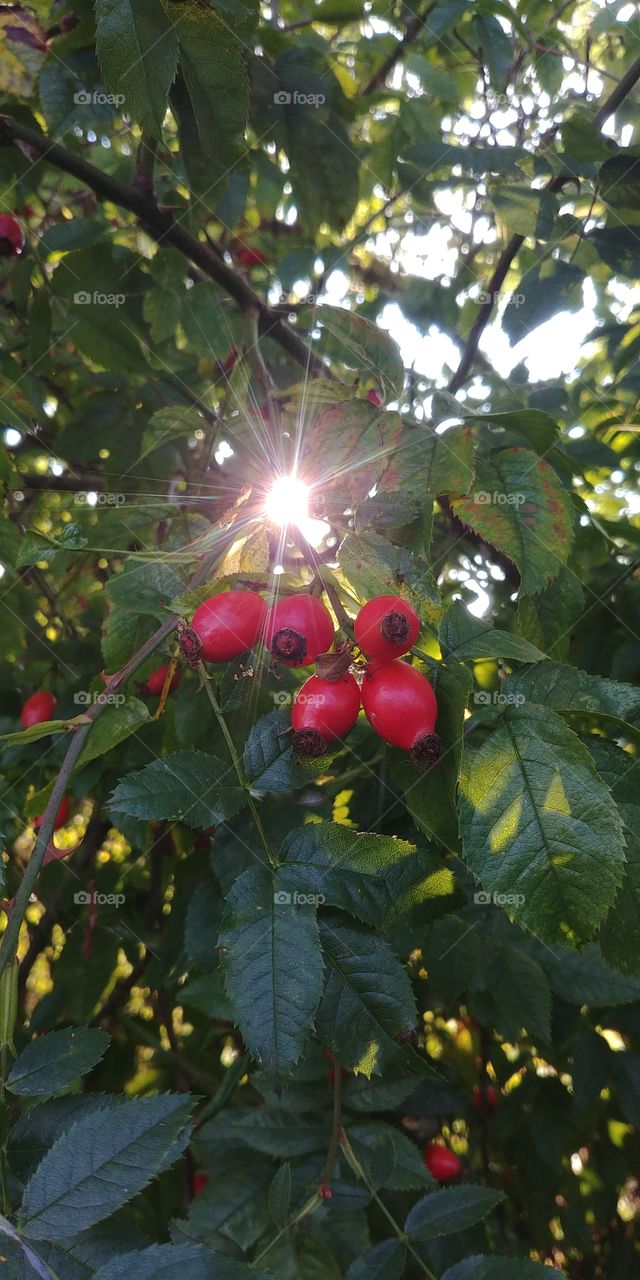 herbst autumn hagebutte rot fruchts sun sonne sonnenstrahl Licht