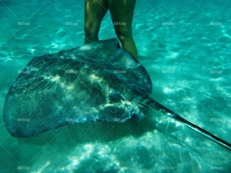 Caribbean joy