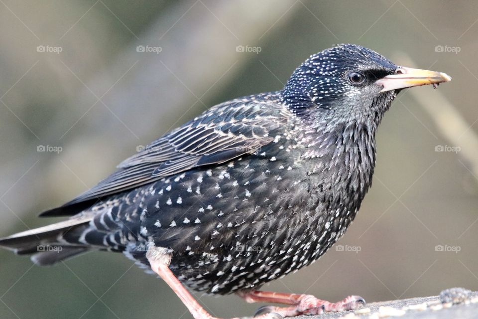 Starling 