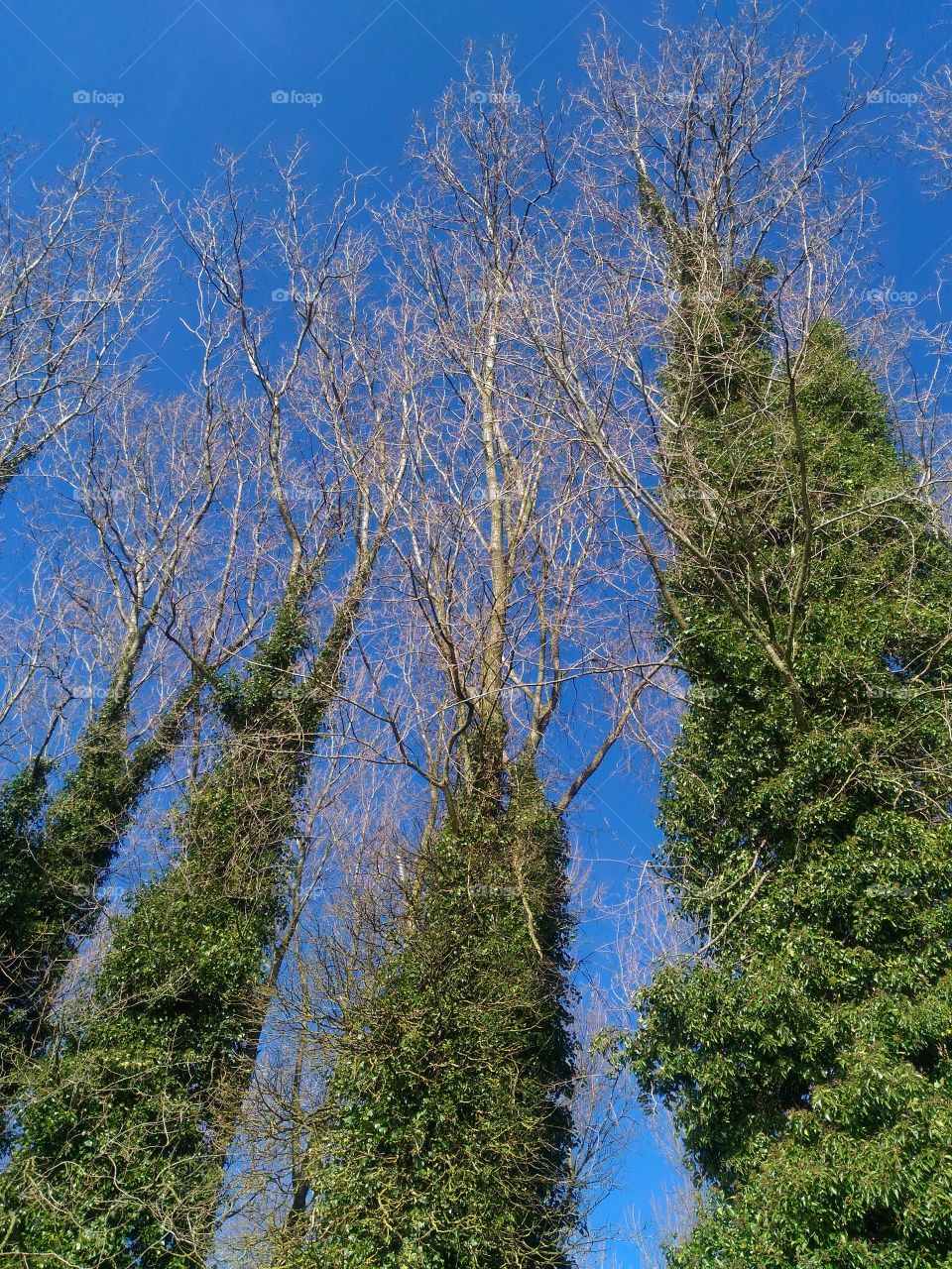 Invasive trees in winter