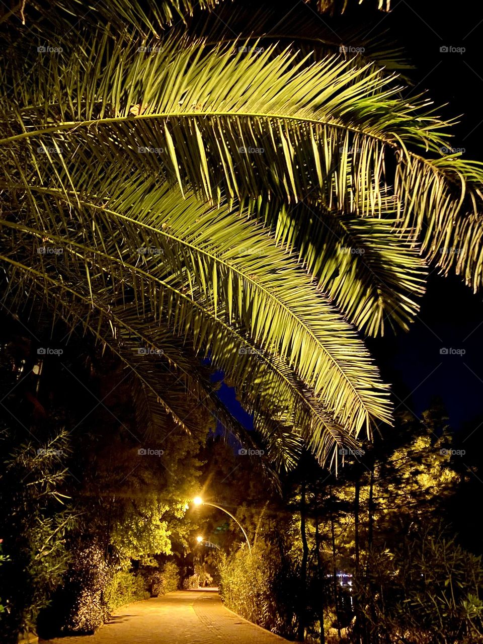 Вдоль побережья тянется аллея, освещенная редкими уличными фонарями, которые создают мягкое, приглушенное свечение. По обе стороны аллеи растут высокие деревья с
раскидистыми кронами, их силуэты темнеют на фоне неба.