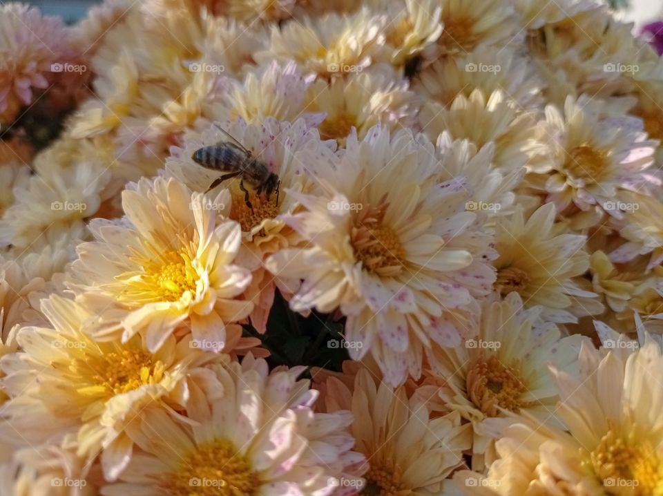 The bee collects pollen on chrysanthemums.