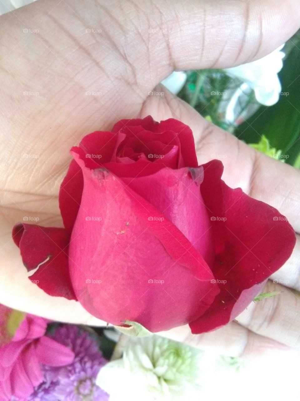 Romantic rose